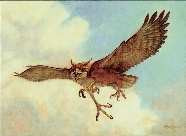 Suntail Hawk