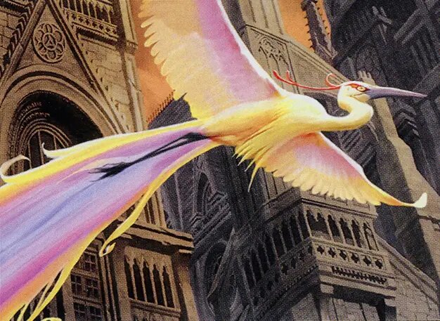Birds of Paradise