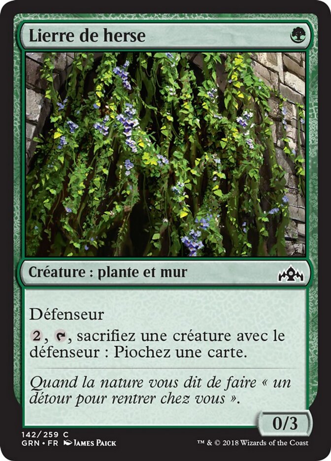 Lierre de herse