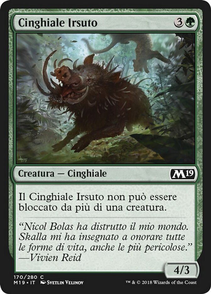 Cinghiale Irsuto
