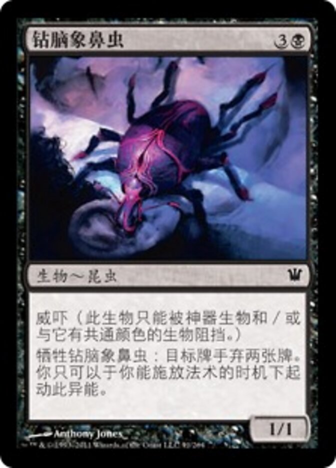 钻脑象鼻虫