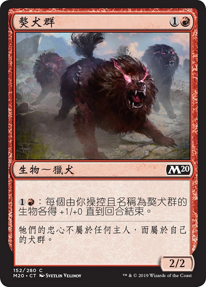 獒犬群