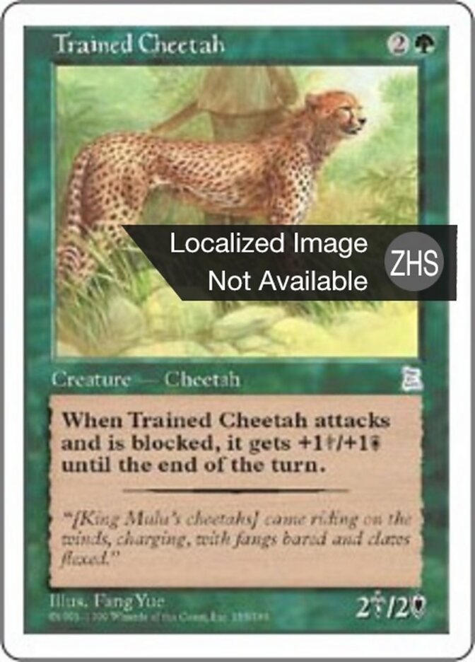 Trained Cheetah