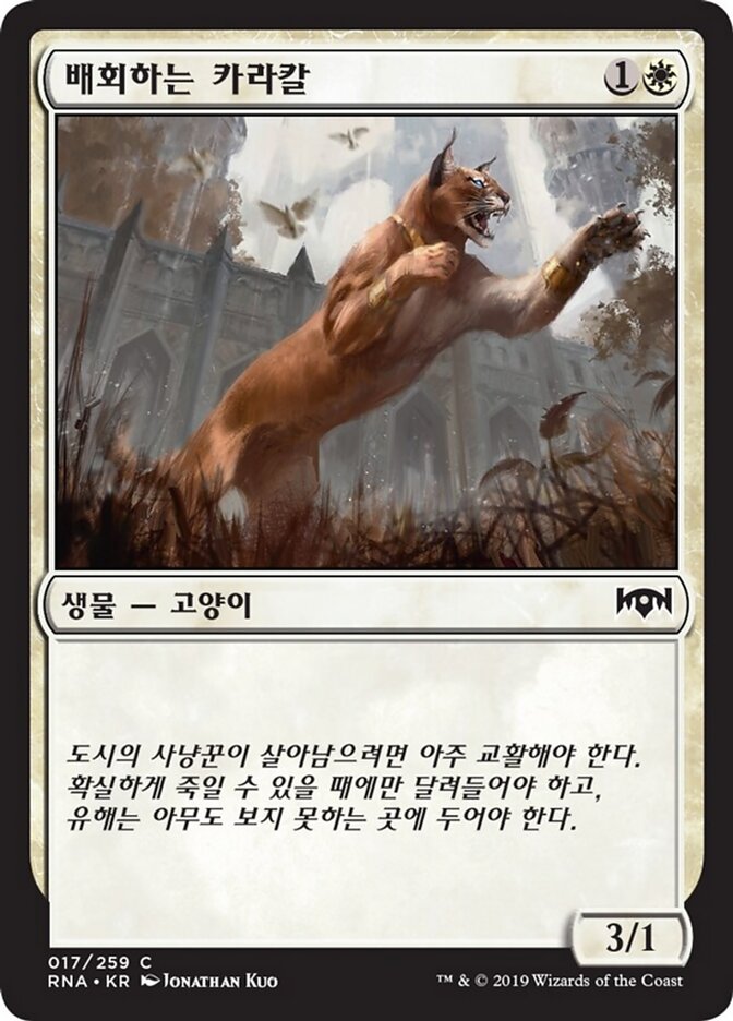 배회하는 카라칼