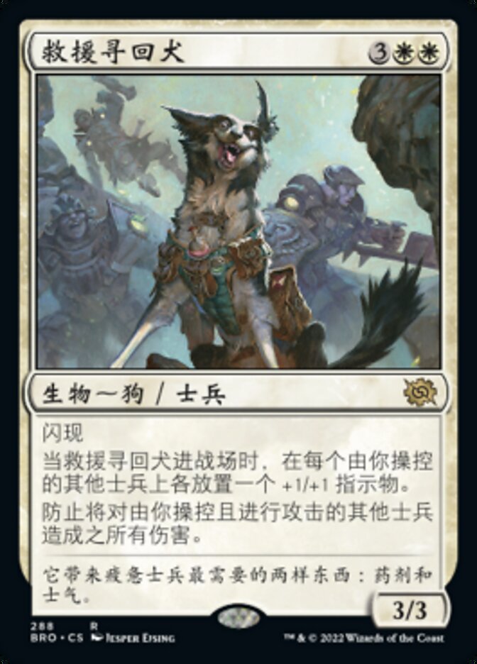 救援寻回犬
