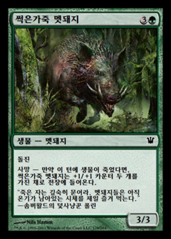 썩은가죽 멧돼지