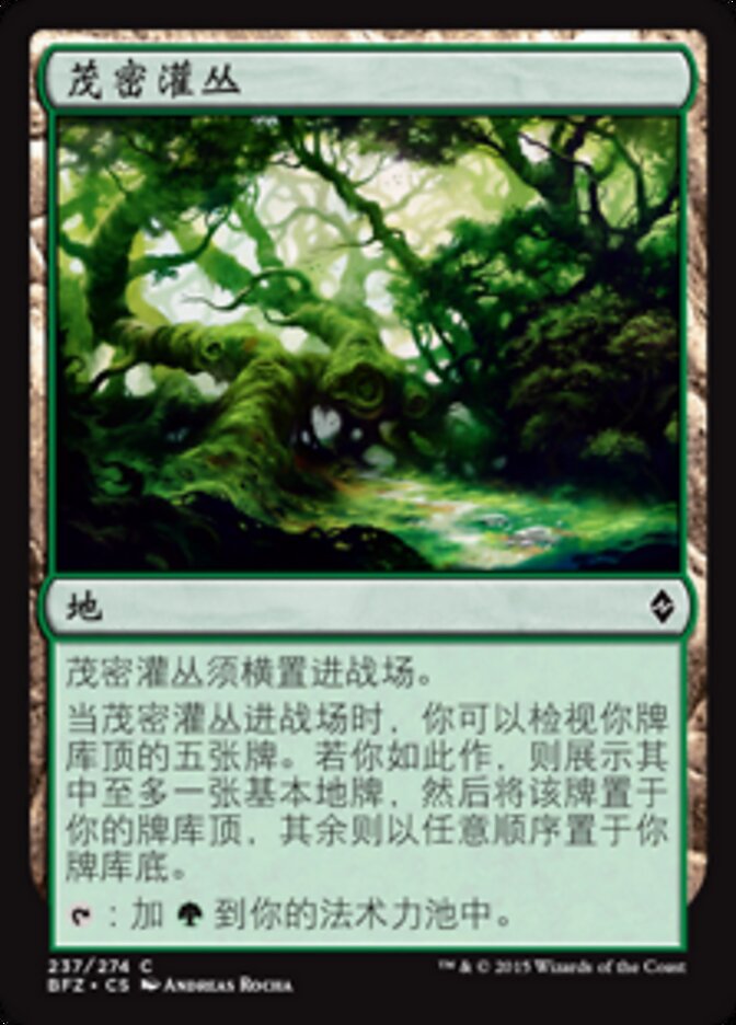 茂密灌丛