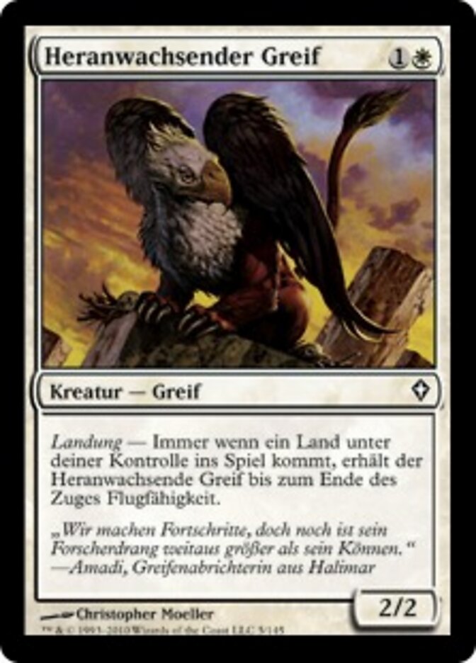 Heranwachsender Greif