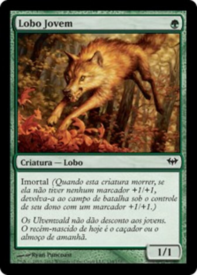 Lobo Jovem
