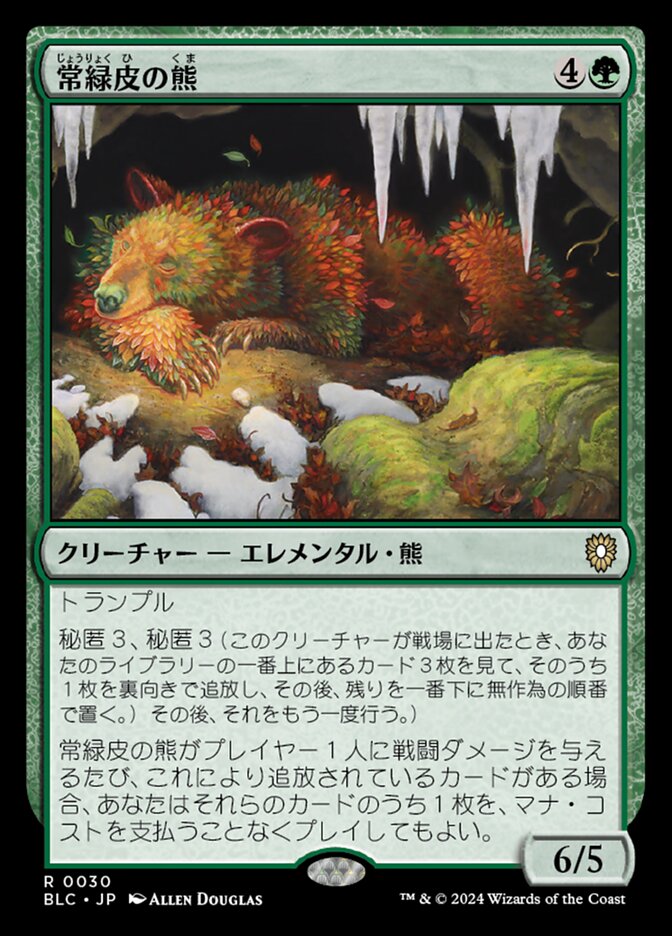 常緑皮の熊