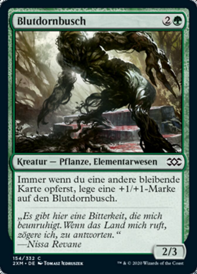Blutdornbusch