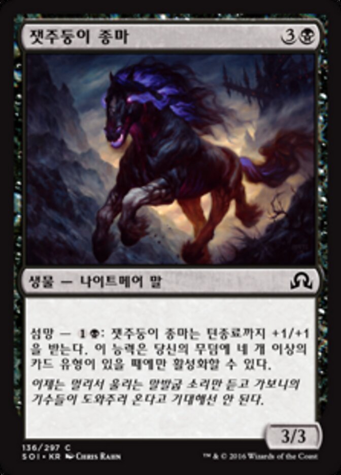 잿주둥이 종마