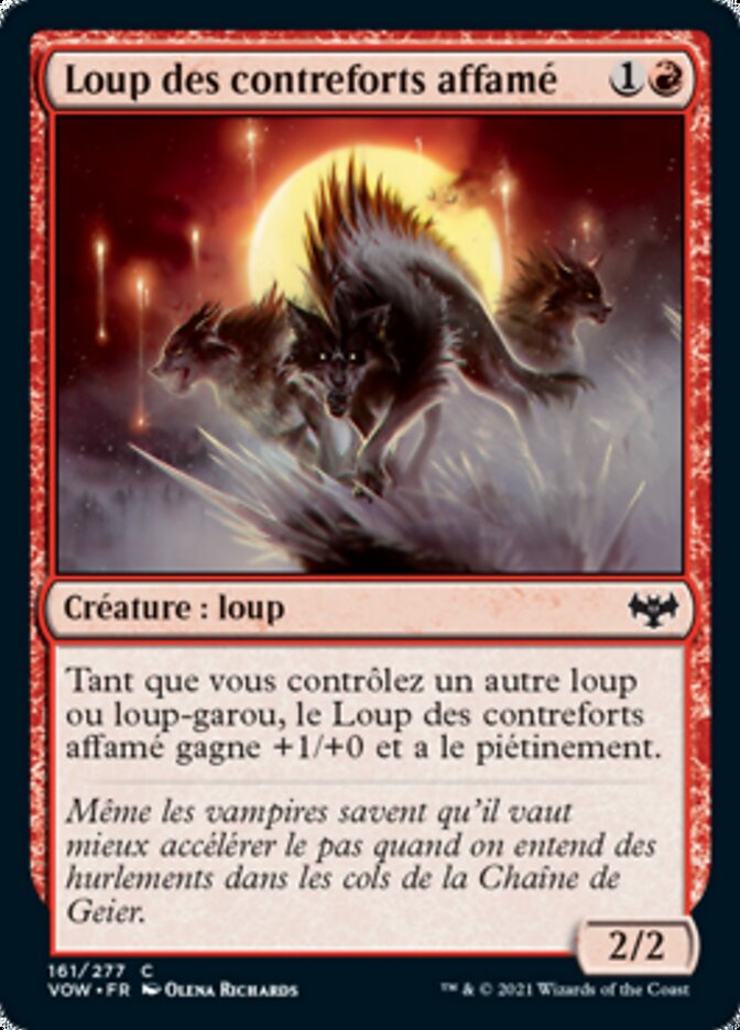 Loup des contreforts affamé