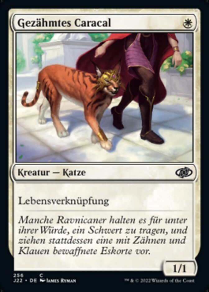 Gezähmtes Caracal