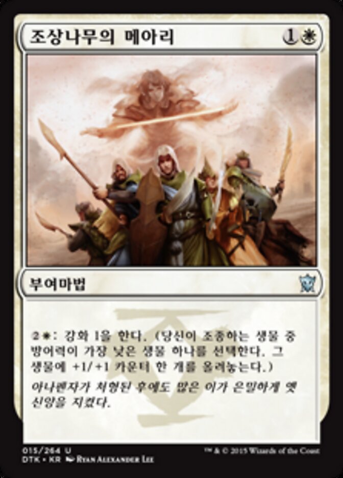 조상나무의 메아리