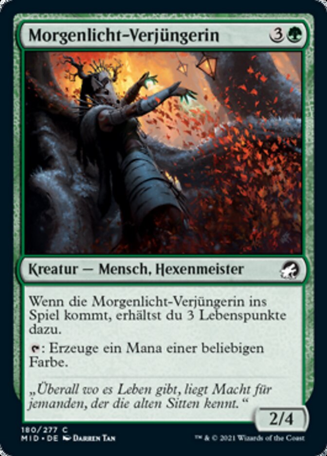 Morgenlicht-Verjüngerin