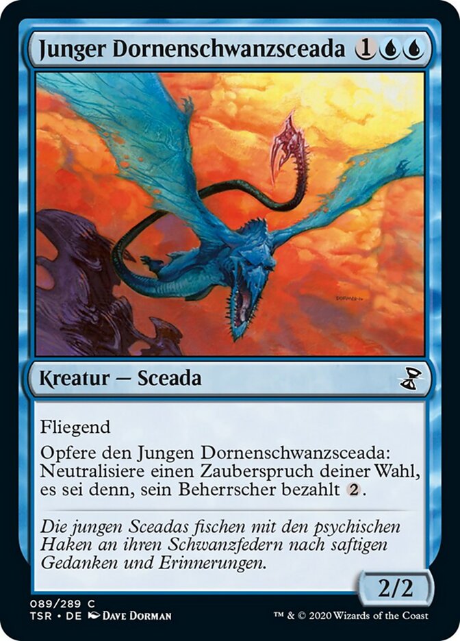Junger Dornenschwanzsceada