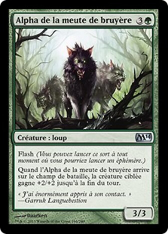 Alpha de la meute de bruyère