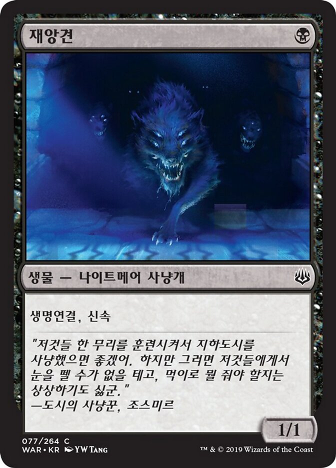 재앙견