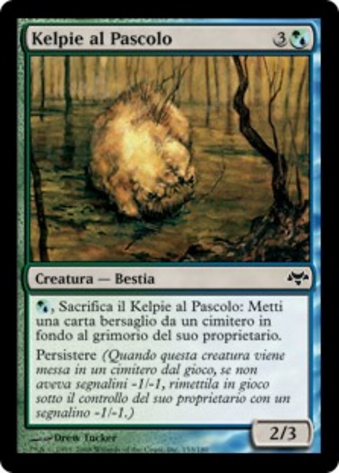 Kelpie al Pascolo