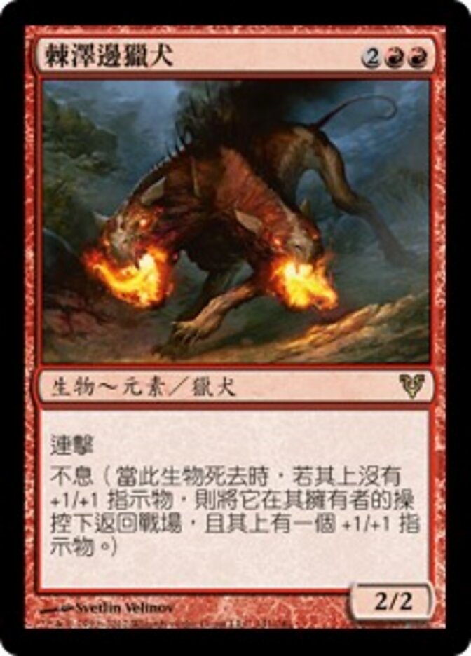 棘澤邊獵犬