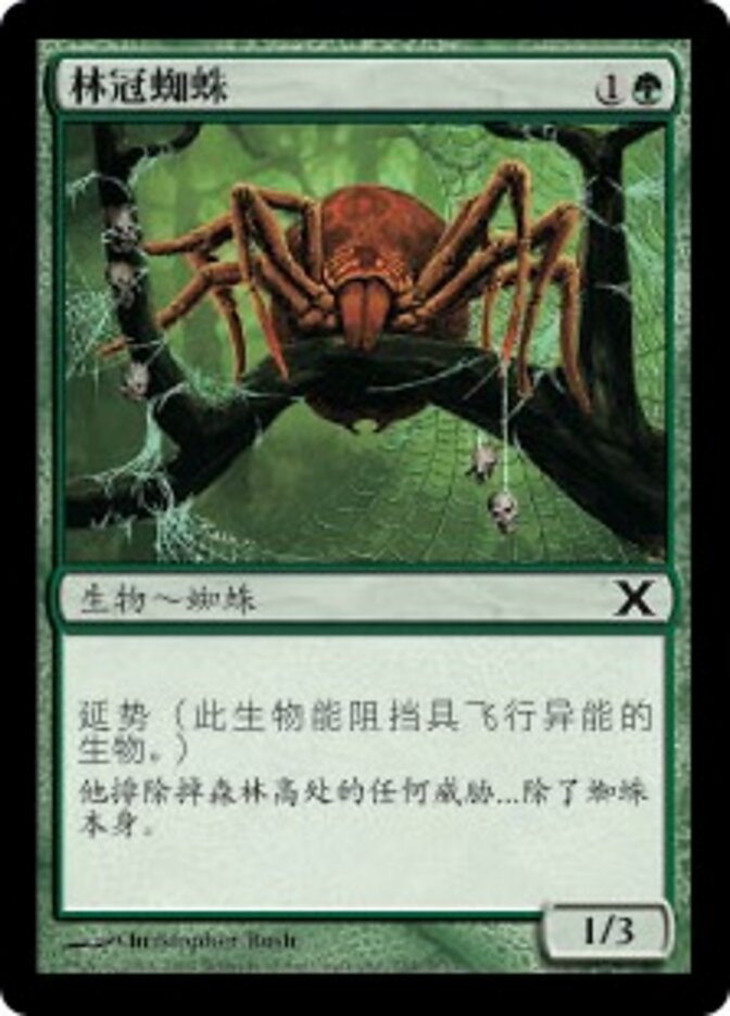 林冠蜘蛛