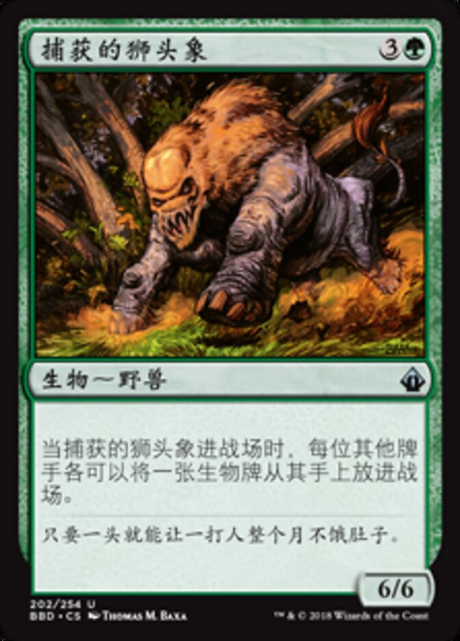 捕获的狮头象