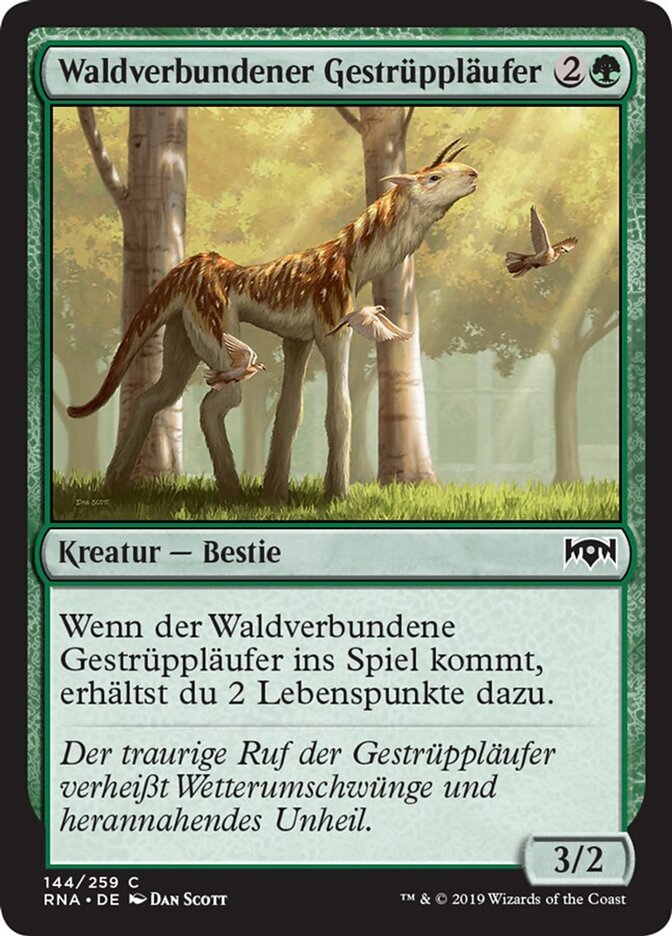 Waldverbundener Gestrüppläufer