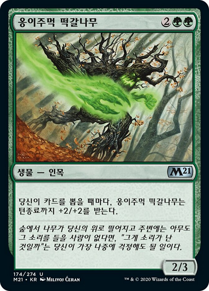 옹이주먹 떡갈나무