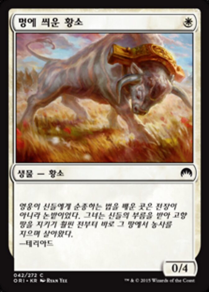멍에 씌운 황소