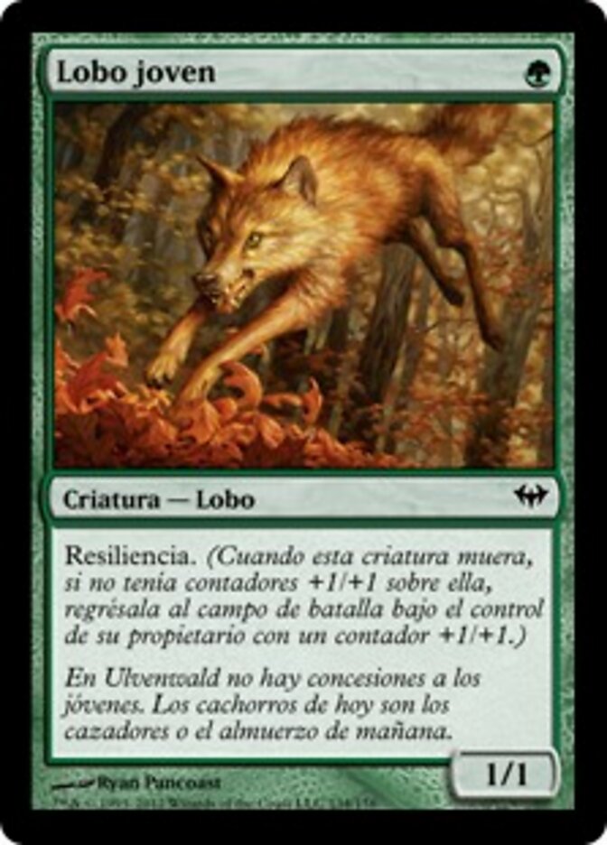 Lobo joven