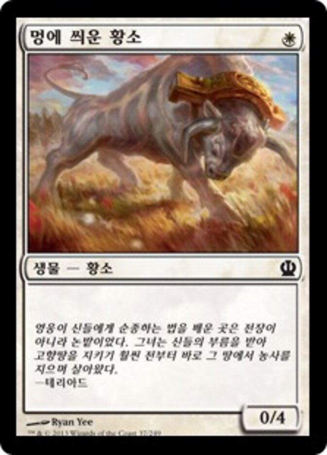 멍에 씌운 황소