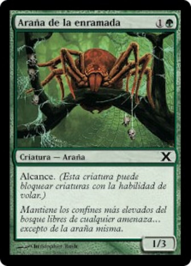 Araña de la enramada