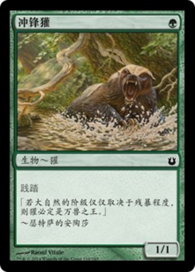 冲锋獾