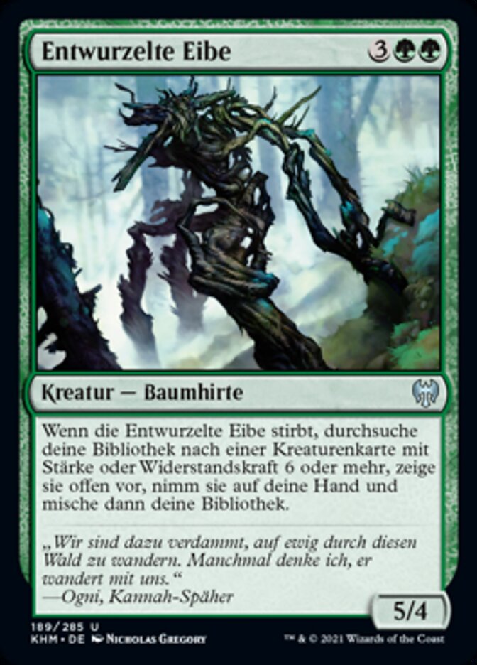 Entwurzelte Eibe