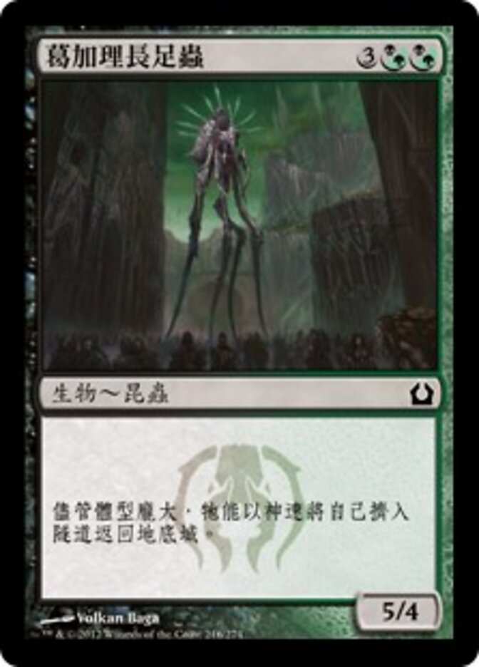 葛加理長足蟲