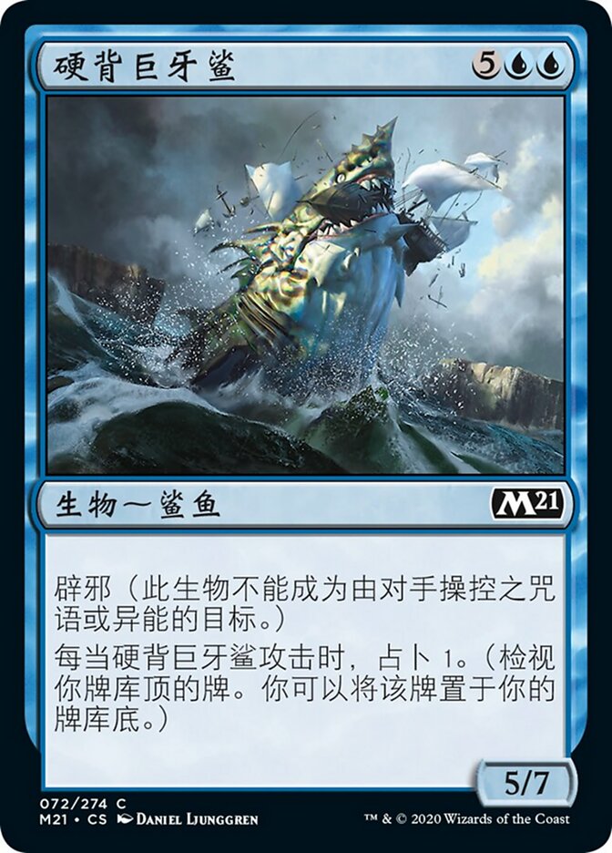 硬背巨牙鲨