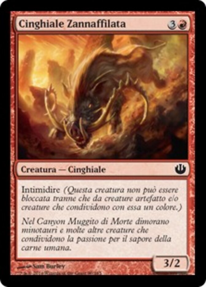 Cinghiale Zannaffilata
