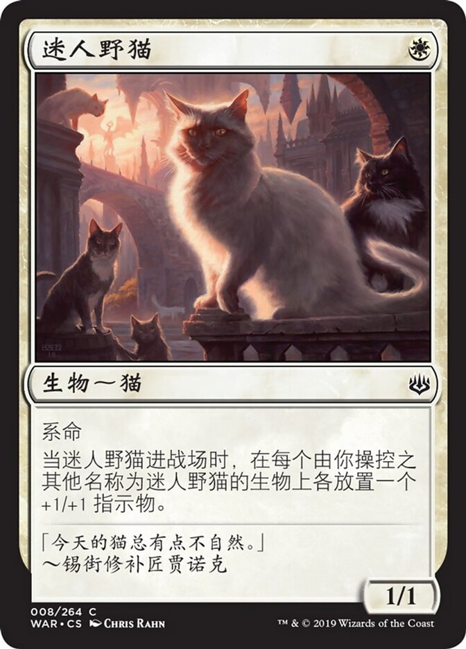 迷人野猫