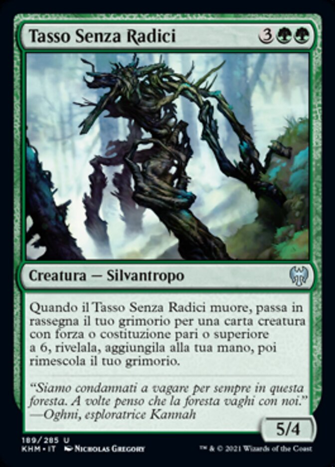 Tasso Senza Radici