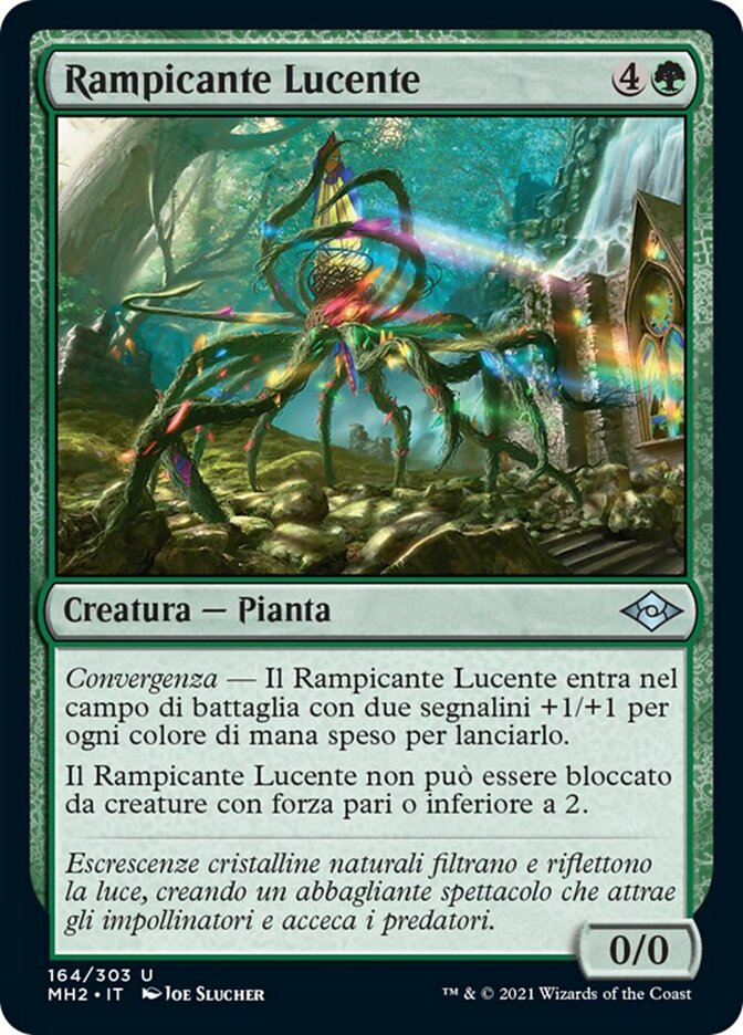 Rampicante Lucente