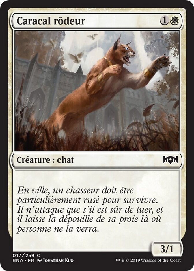 Caracal rôdeur