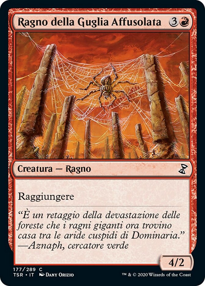 Ragno della Guglia Affusolata