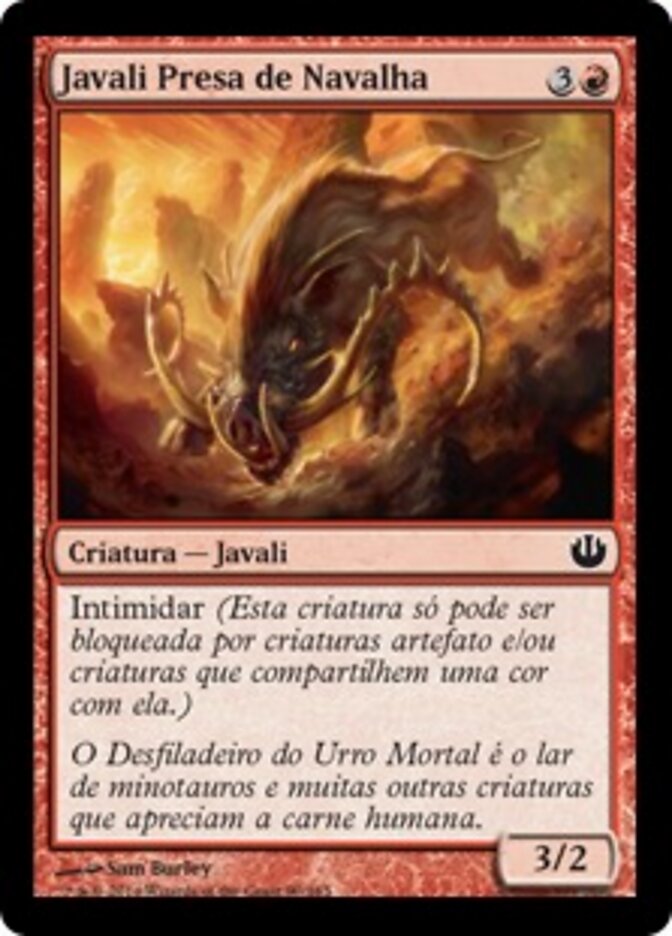 Javali Presa de Navalha