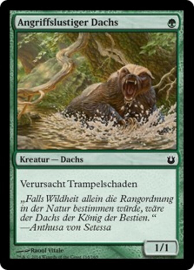 Angriffslustiger Dachs