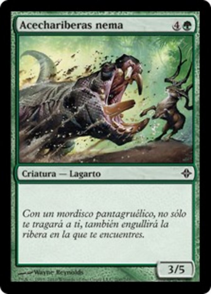 Acechariberas nema