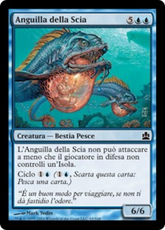 Anguilla della Scia