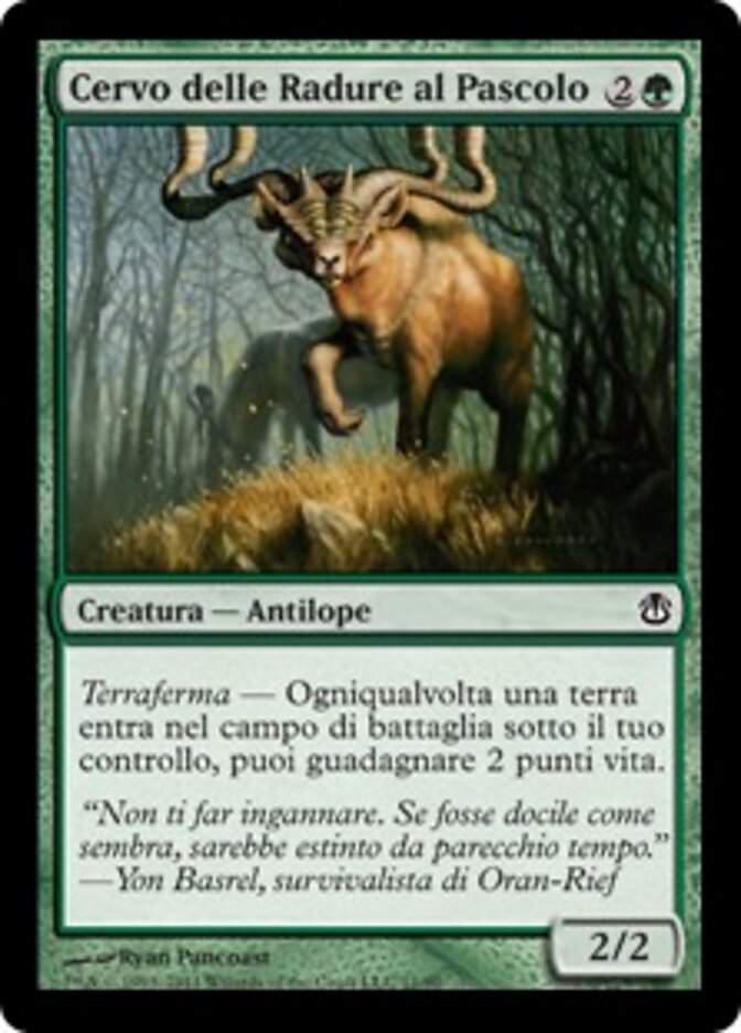 Cervo delle Radure al Pascolo