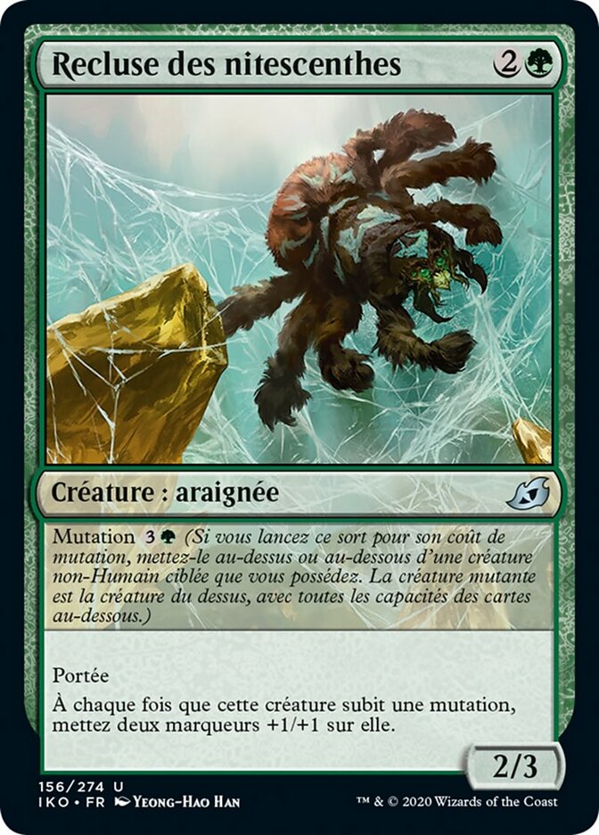 Recluse des nitescenthes