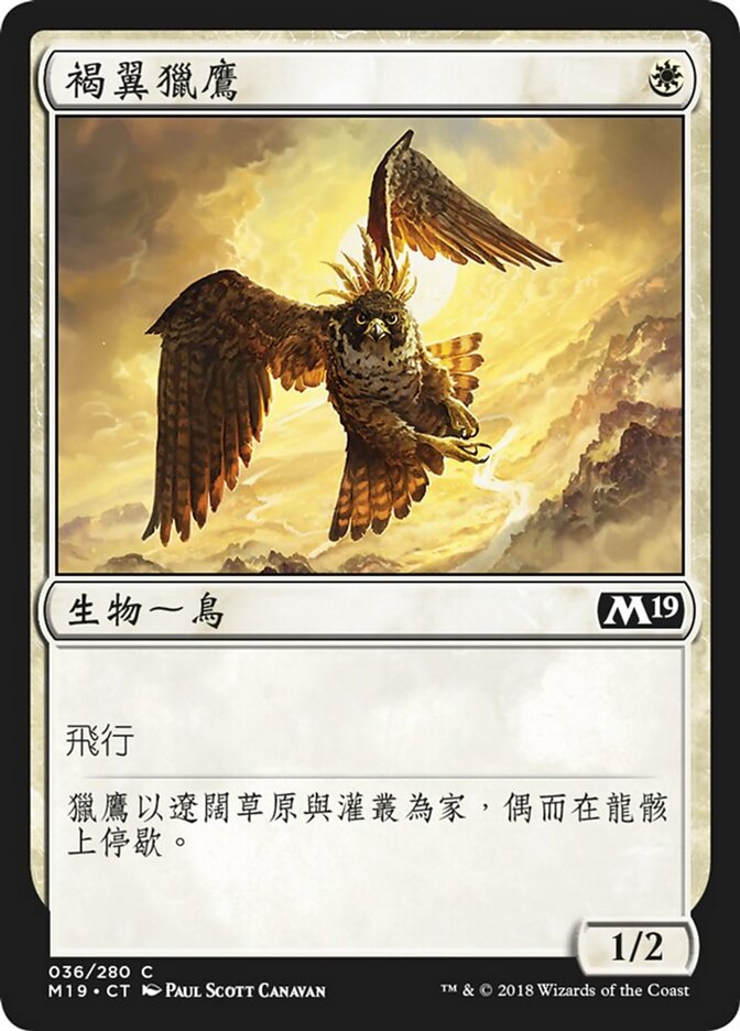 褐翼獵鷹